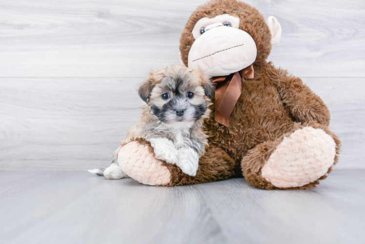 Little Havanese Purebred Pup