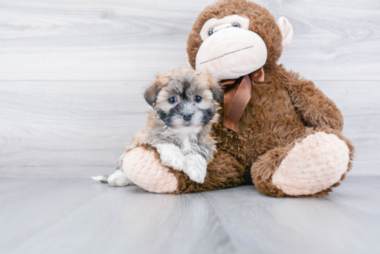 Little Havanese Purebred Pup