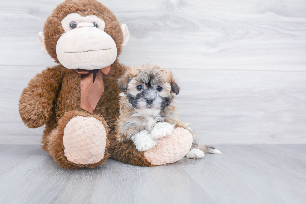 Petite Havanese Purebred Puppy