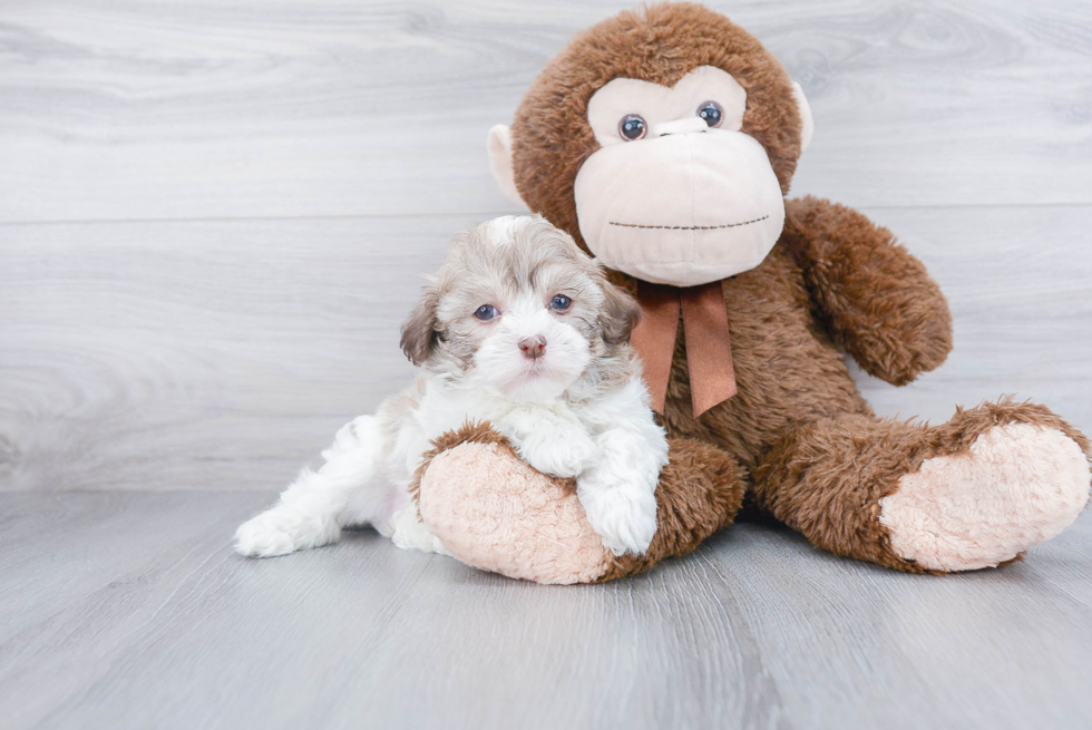 Best Havanese Baby