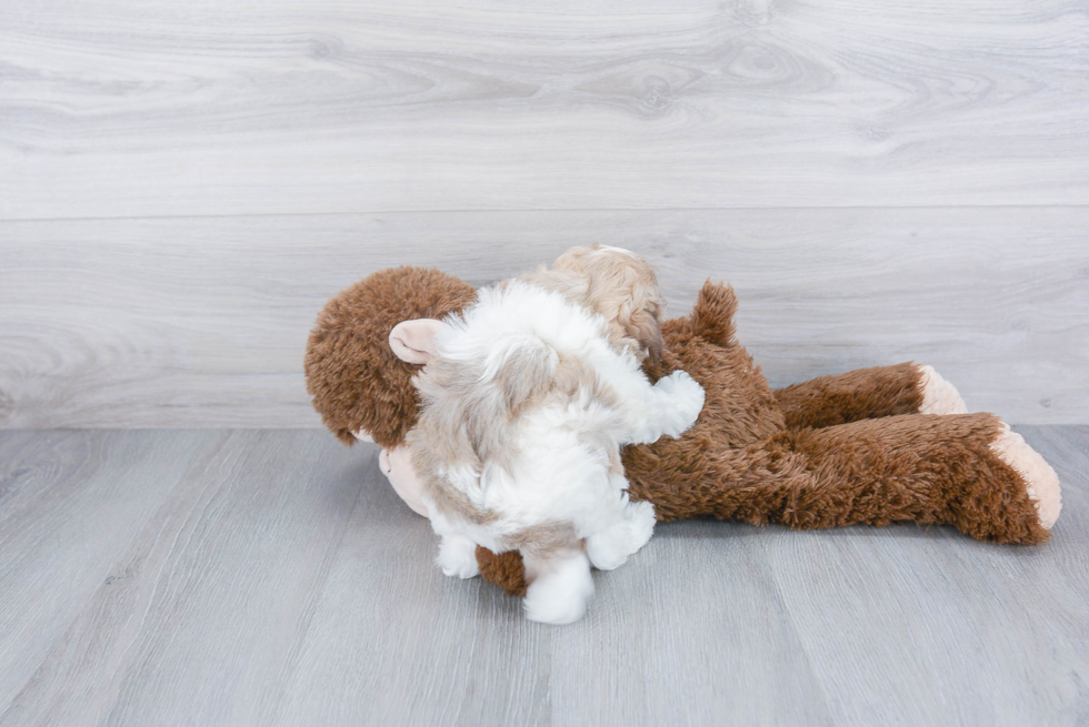 Small Havanese Purebred Pup