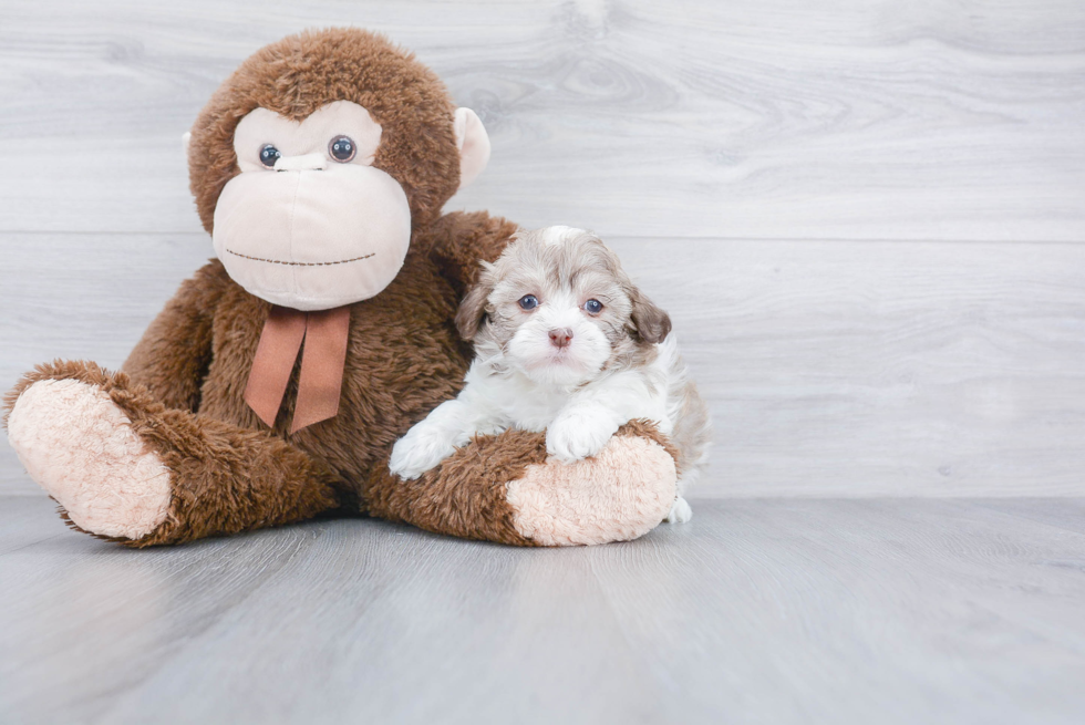 Adorable Havanese Purebred Puppy