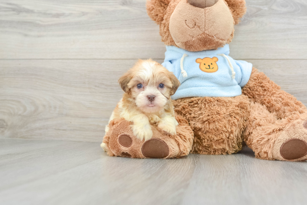 Sweet Havanese Cuban Bichon Purebred Puppy