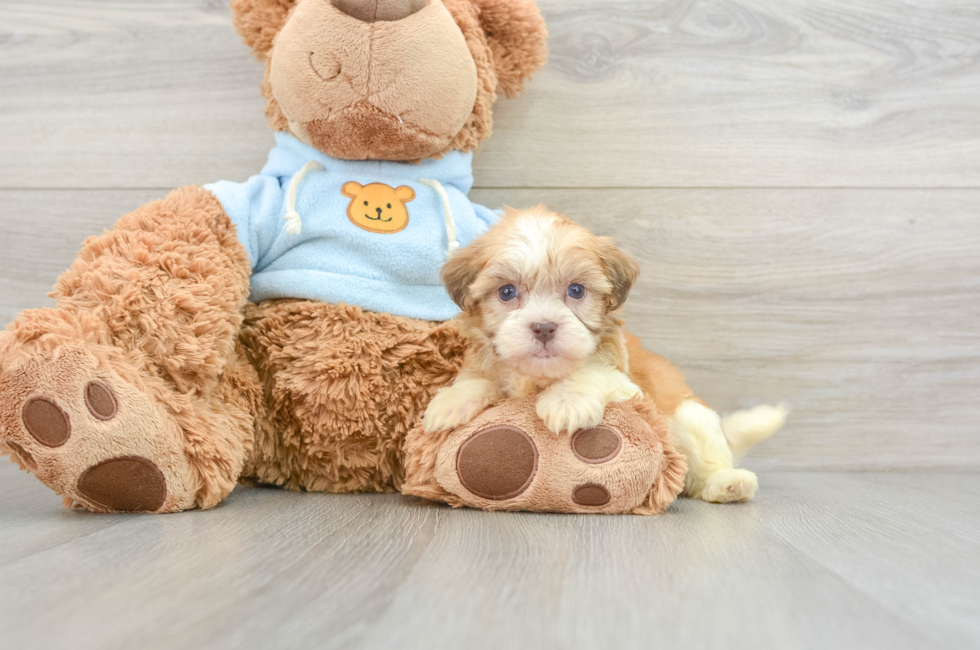 6 week old Havanese Puppy For Sale - Premier Pups