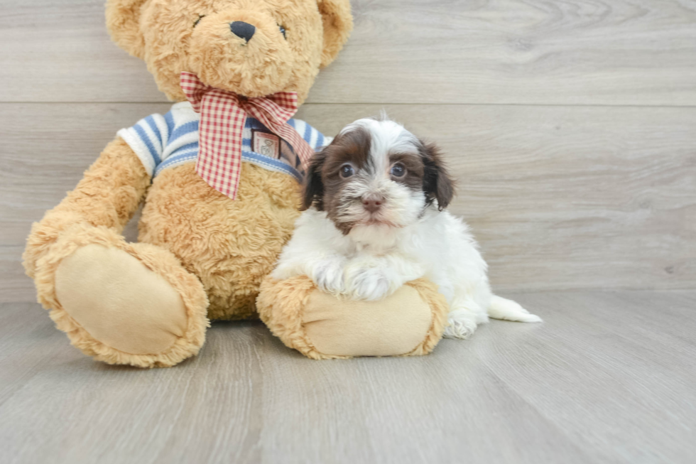 Havanese Puppy for Adoption