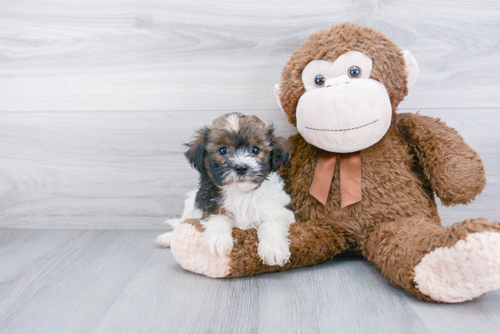 Hypoallergenic Havanese Purebred Pup