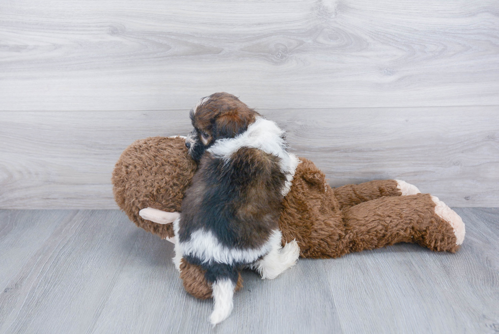 Havanese Pup Being Cute