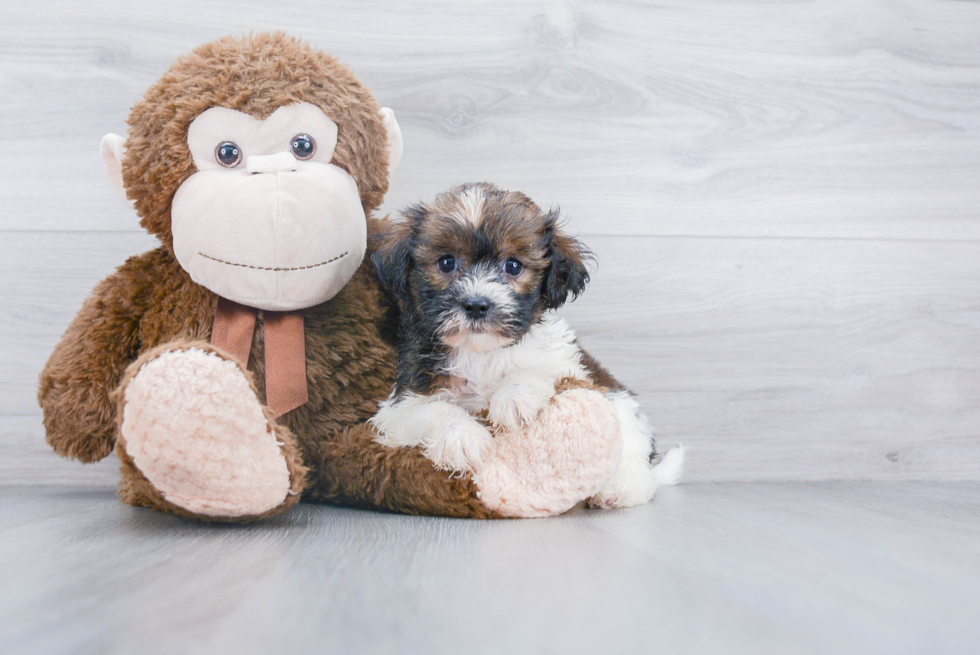 Popular Havanese Purebred Pup