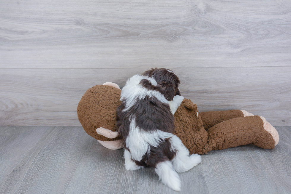 Havanese Pup Being Cute