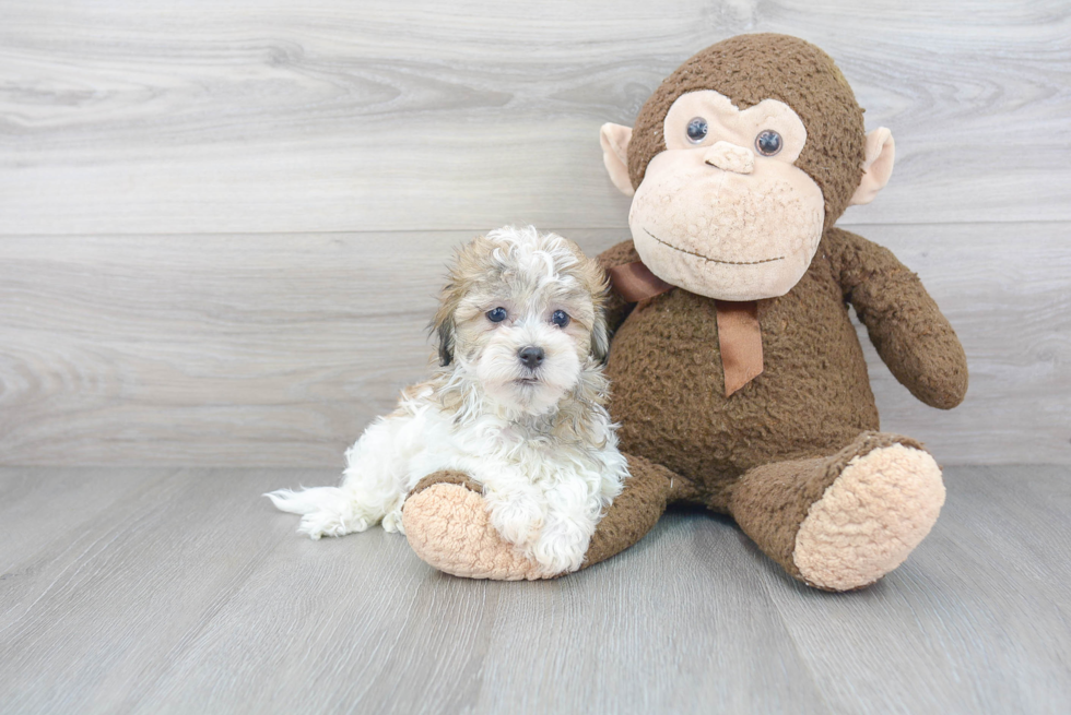 Adorable Havanese Purebred Puppy