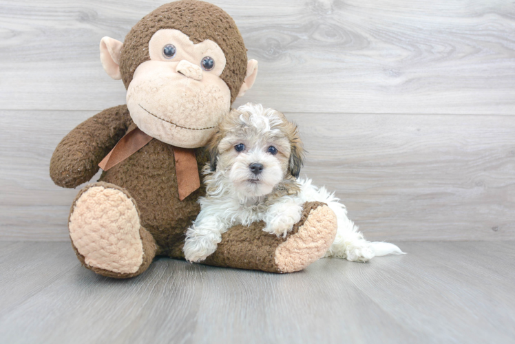 Havanese Puppy for Adoption