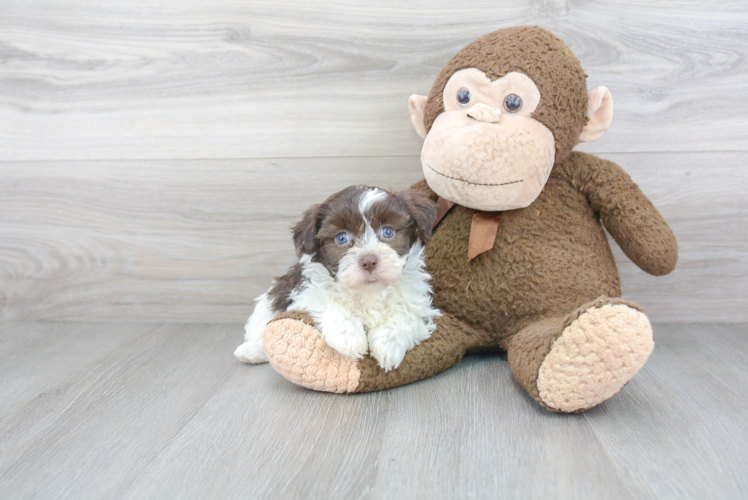 Hypoallergenic Havanese Baby