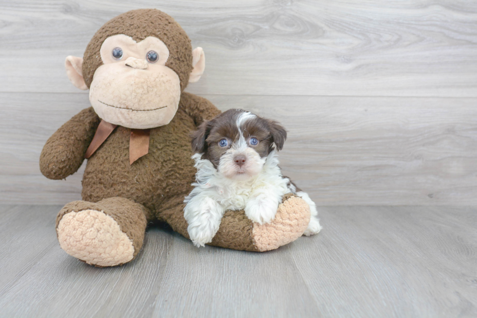 Funny Havanese Baby