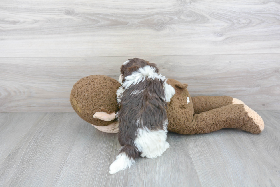 Popular Havanese Baby