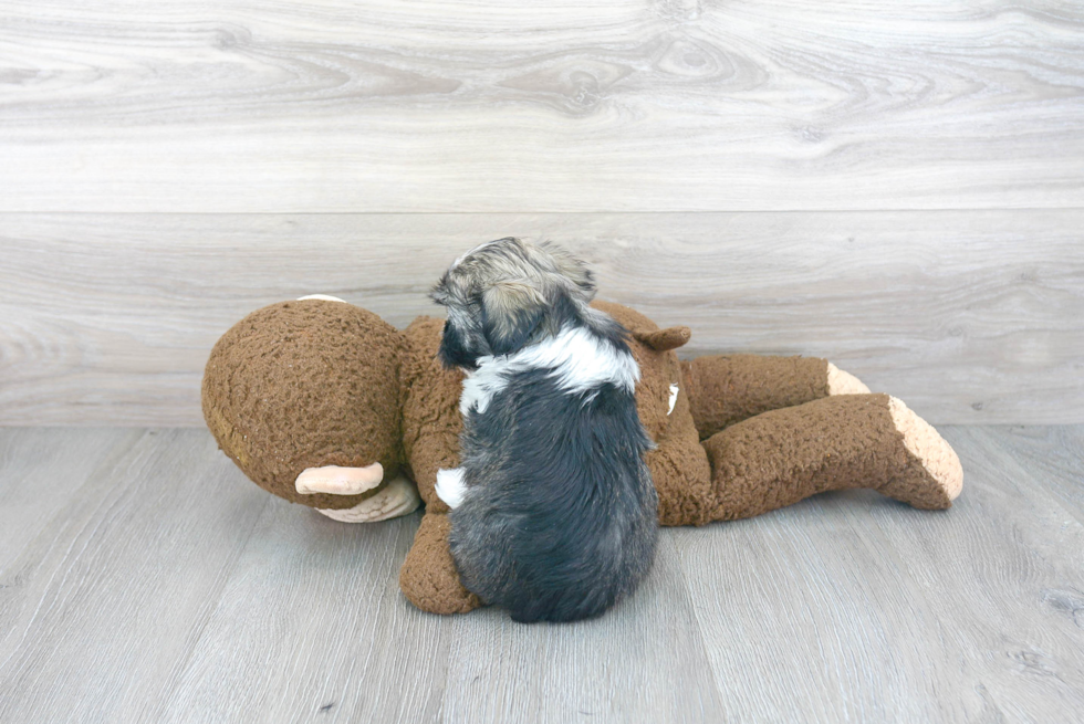 Sweet Havanese Purebred Puppy