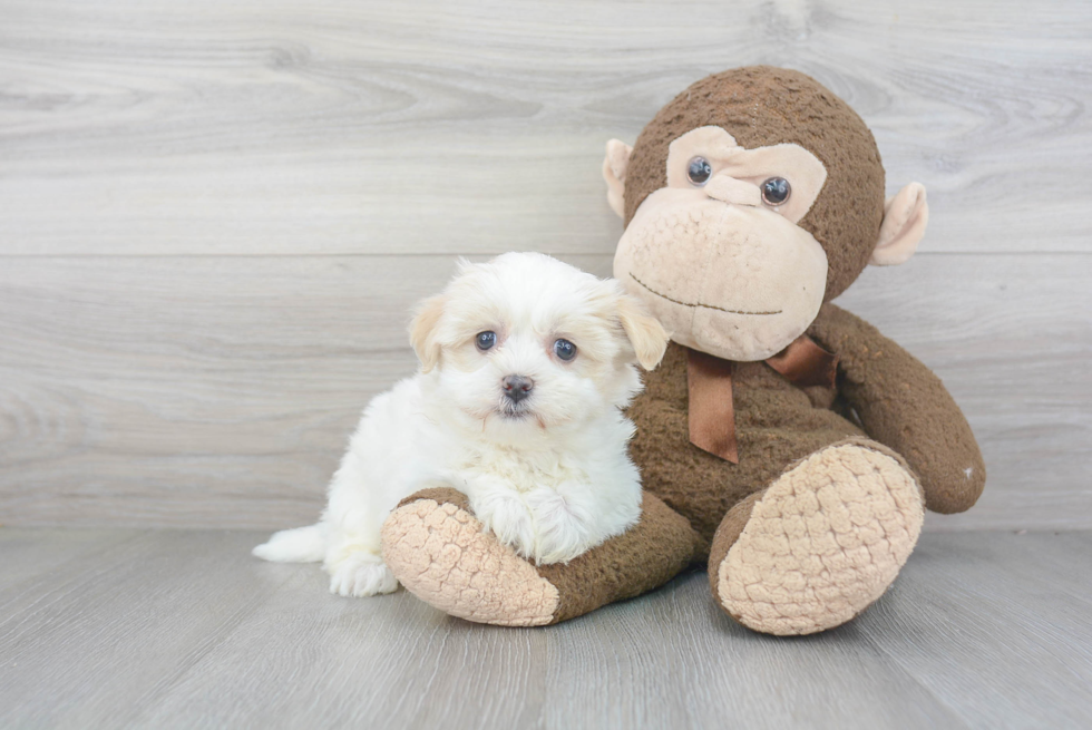 Little Havanese Baby