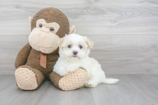 Havanese Pup Being Cute