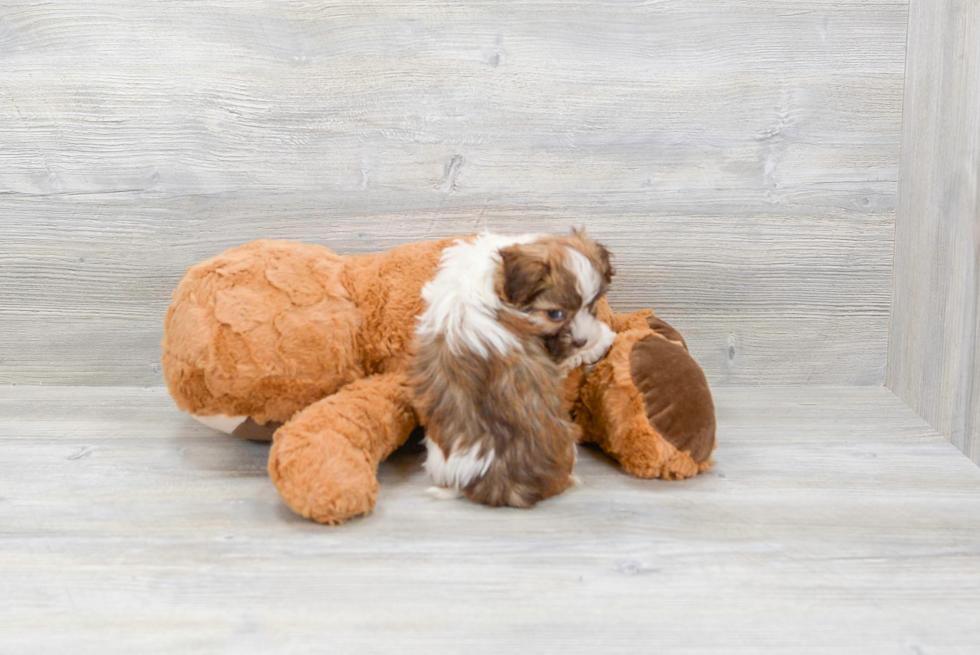 Hypoallergenic Havanese Baby