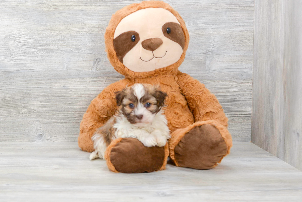 Friendly Havanese Baby