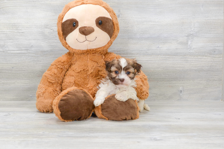 Playful Havanese Baby