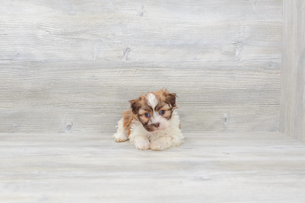 Havanese Pup Being Cute