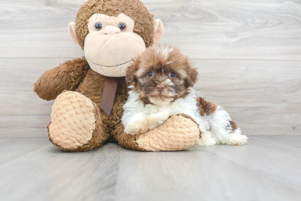 Havanese Pup Being Cute