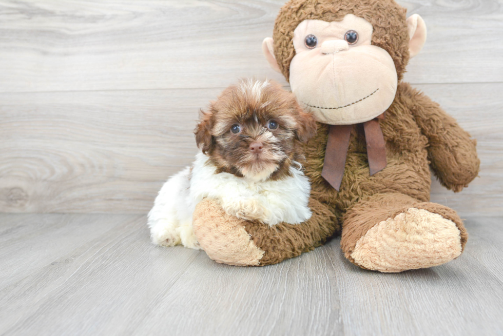 Havanese Pup Being Cute