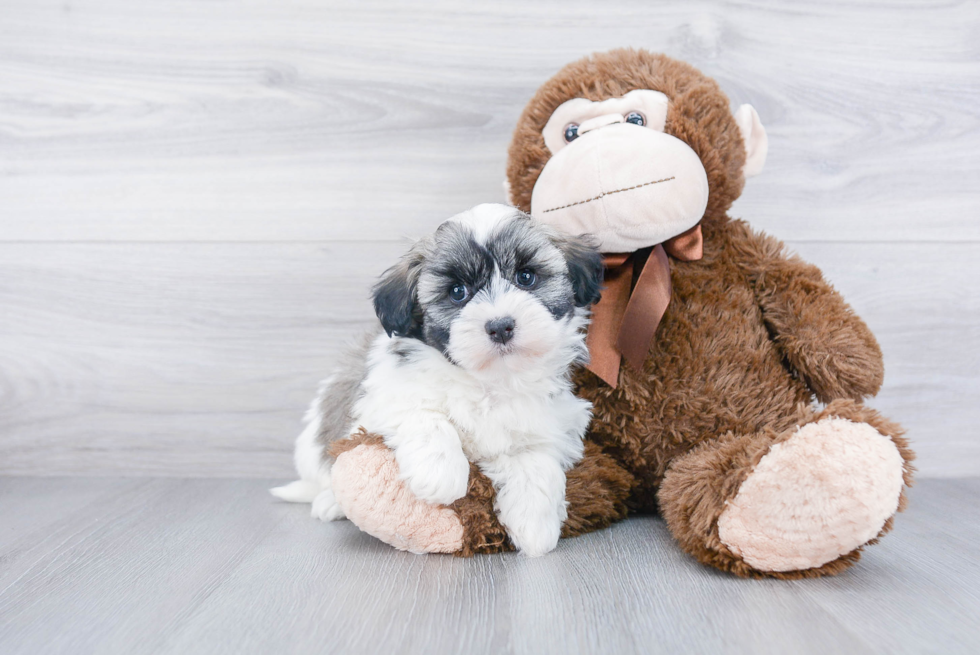 Best Havanese Baby