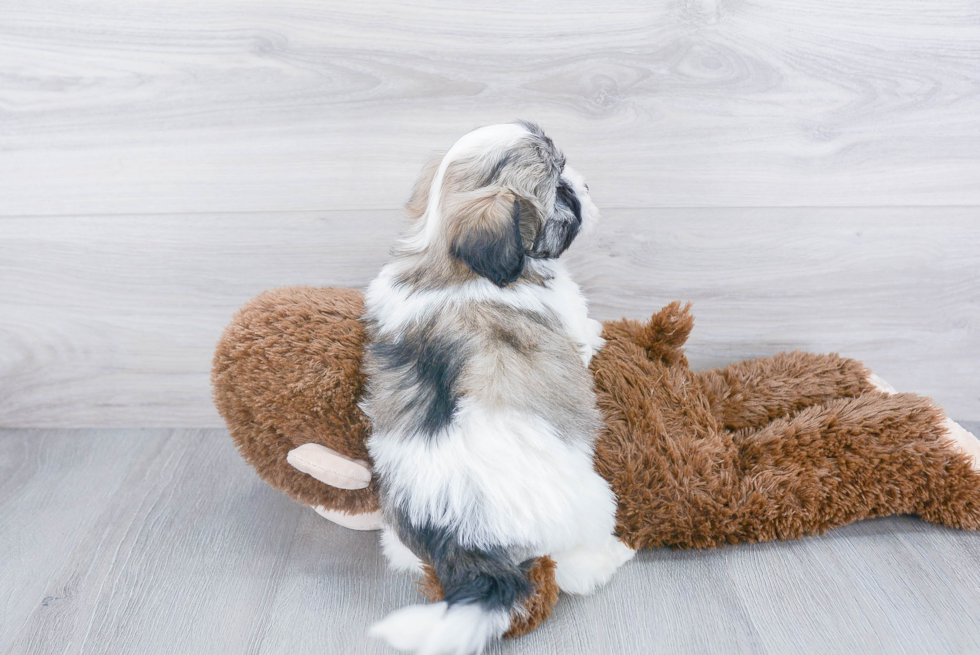 Adorable Havanese Purebred Puppy