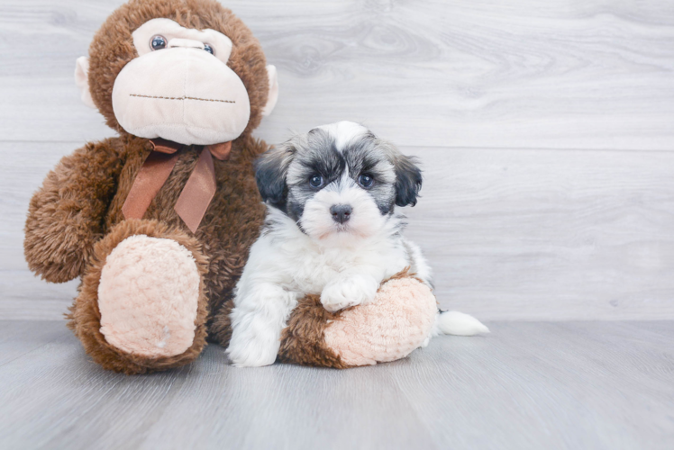 Funny Havanese Purebred Pup