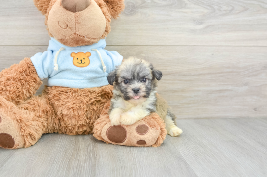 Adorable Havanese Cuban Bichon Purebred Puppy