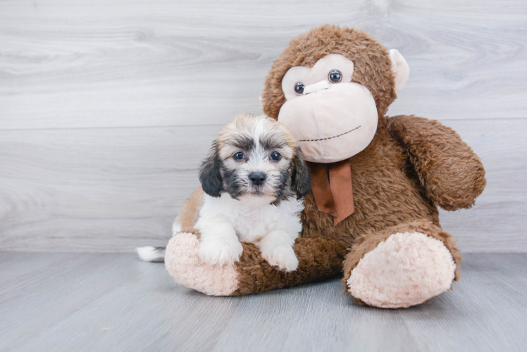 Best Havanese Baby