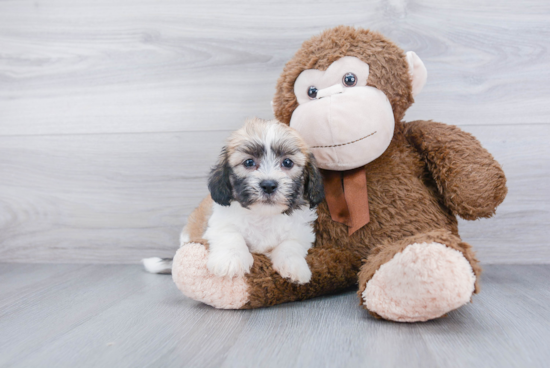 Best Havanese Baby