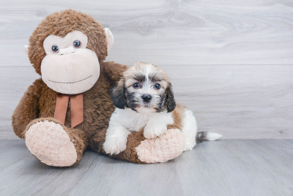 Havanese Pup Being Cute