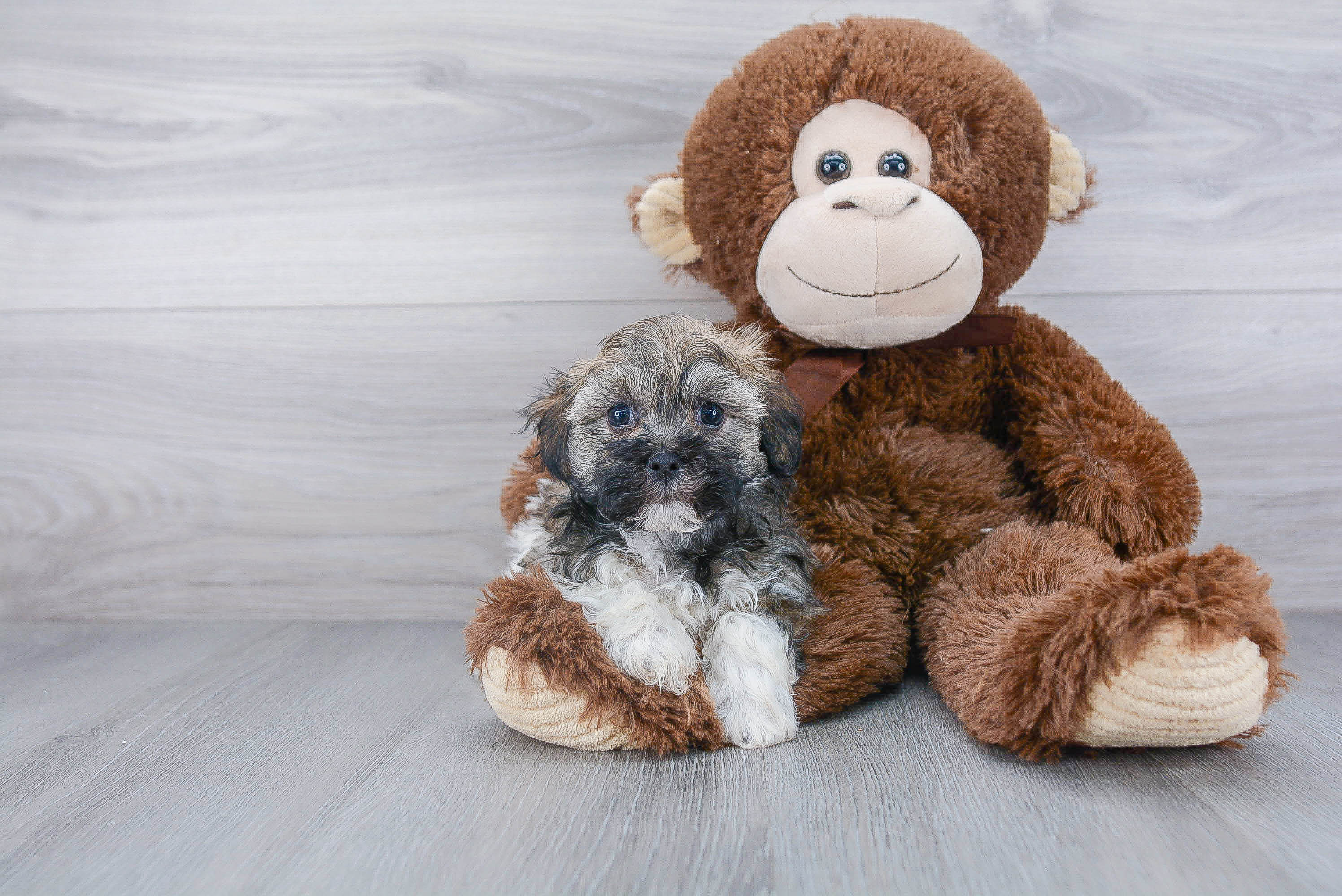 Cute Havanese Purebred Puppy