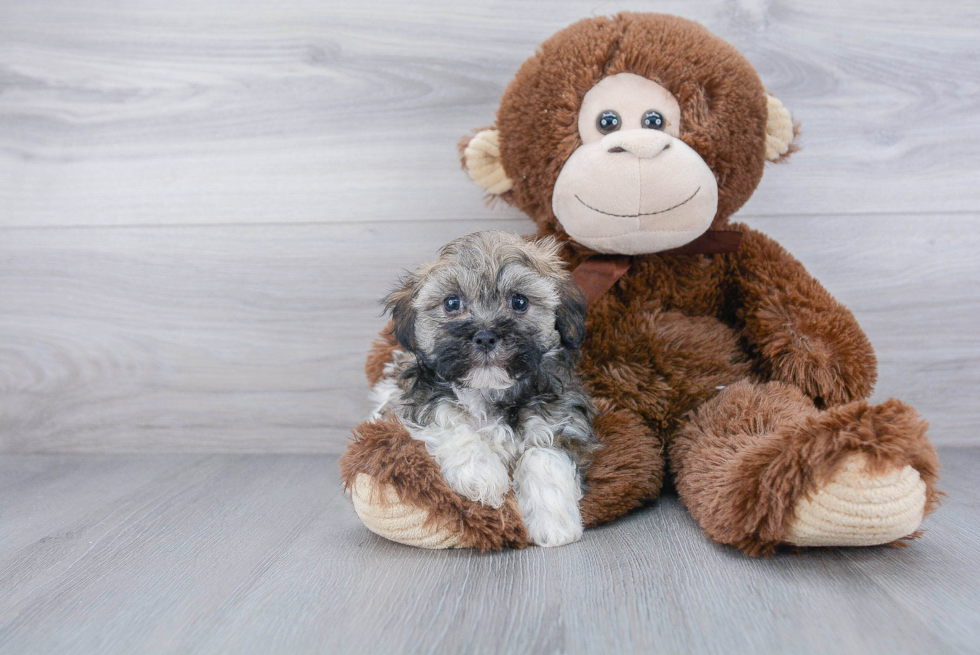 Cute Havanese Purebred Puppy