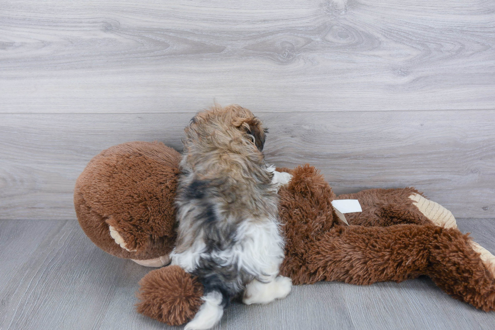 Havanese Pup Being Cute