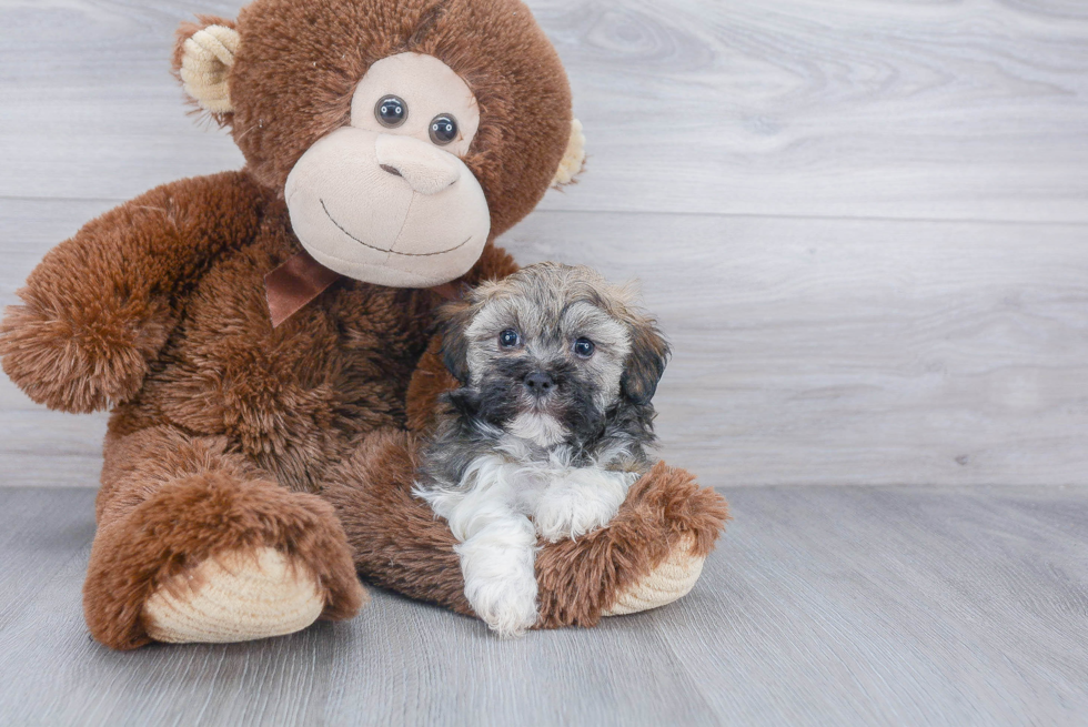 Little Havanese Baby