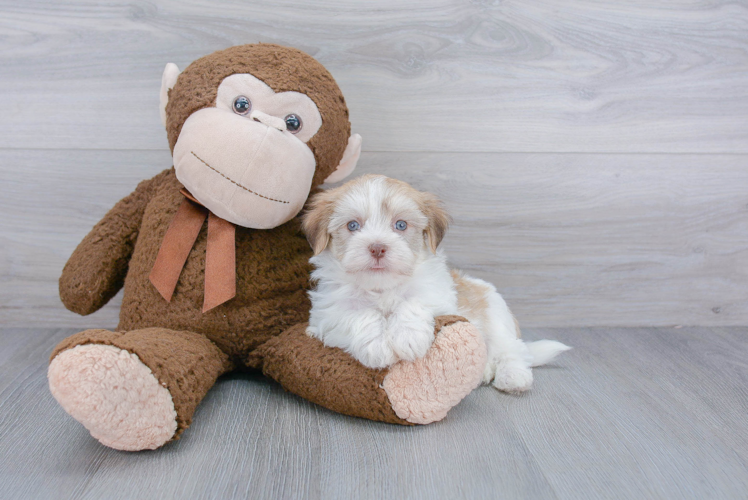 Havanese Pup Being Cute