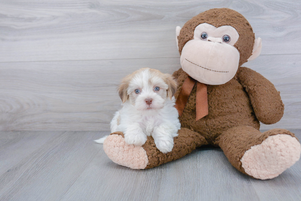 Havanese Puppy for Adoption