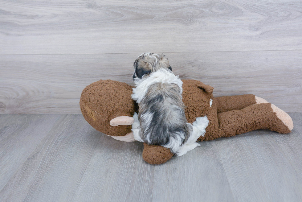 Playful Havanese Baby