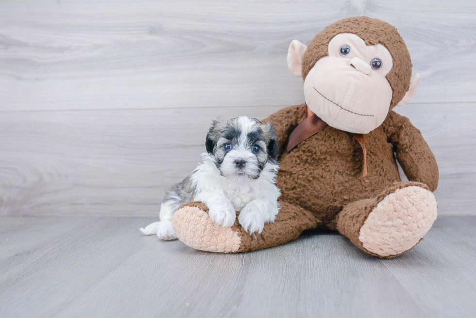 Hypoallergenic Havanese Purebred Pup