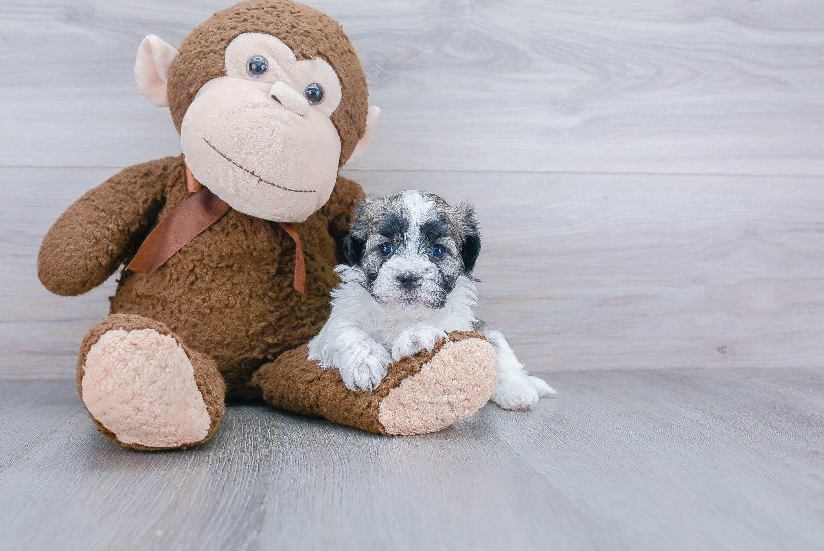 Sweet Havanese Purebred Puppy