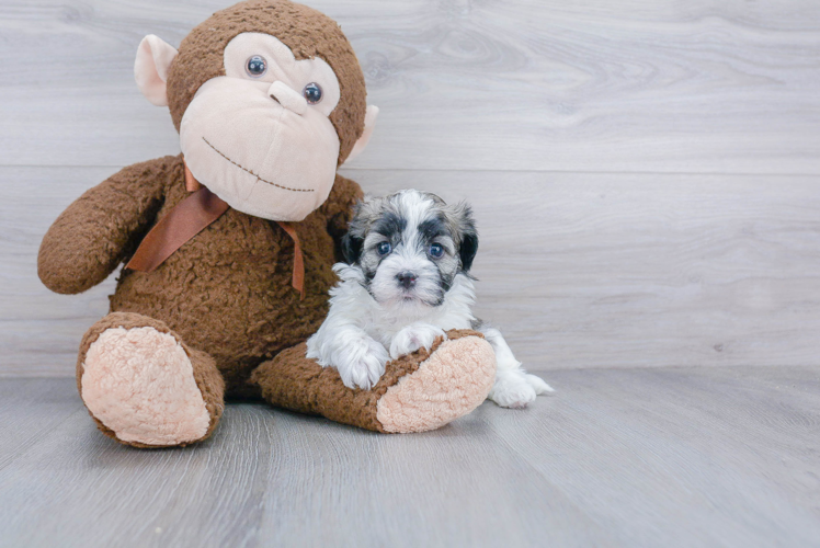 Sweet Havanese Purebred Puppy