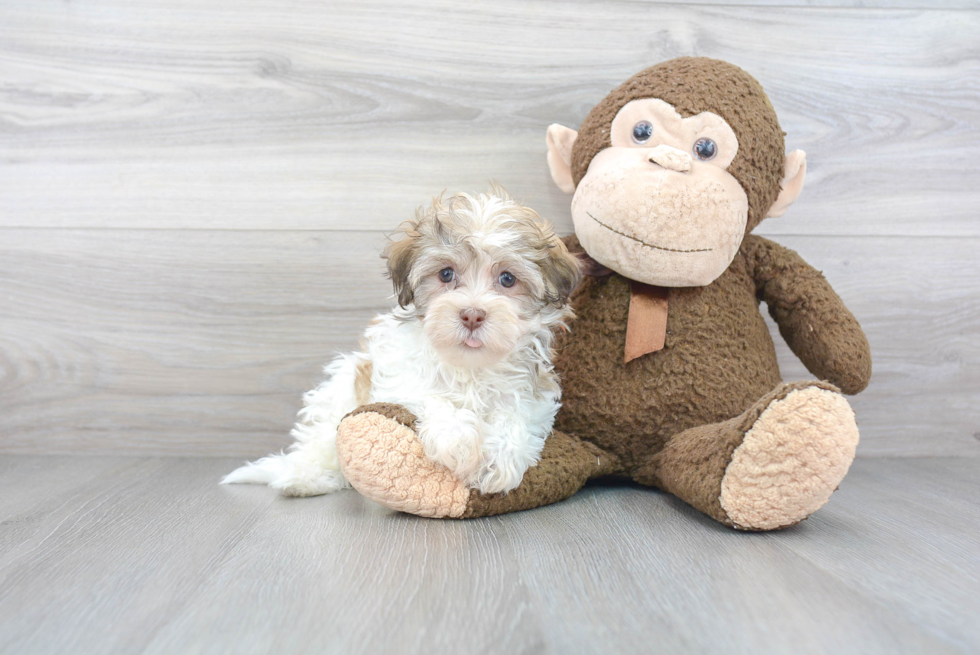 Akc Registered Havanese Purebred Pup