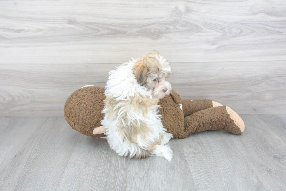 Smart Havanese Purebred Puppy