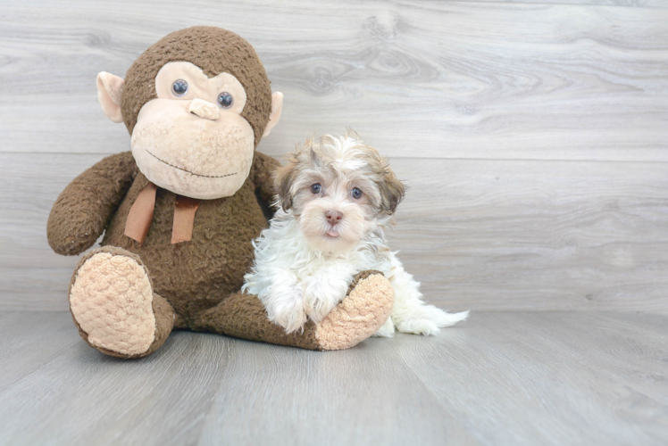 Adorable Havanese Purebred Puppy