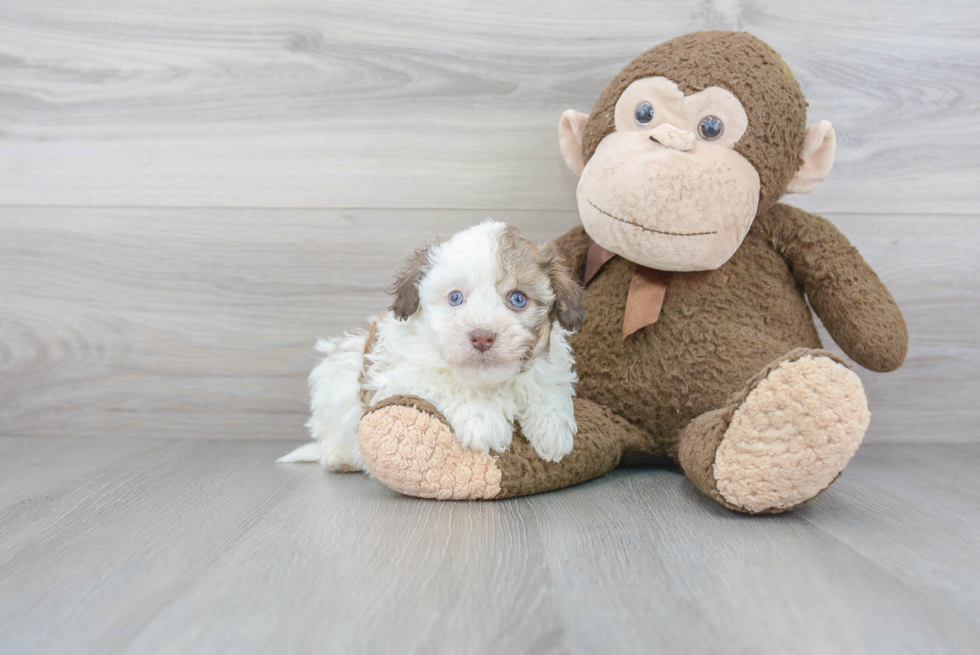 Best Havanese Baby