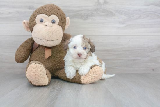 Small Havanese Purebred Pup