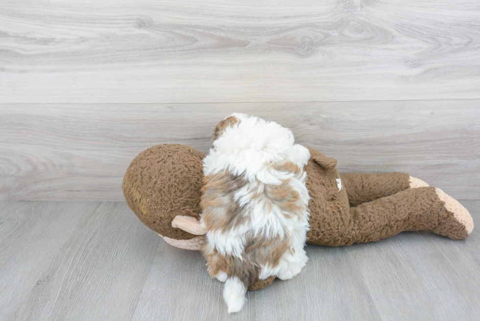 Havanese Pup Being Cute